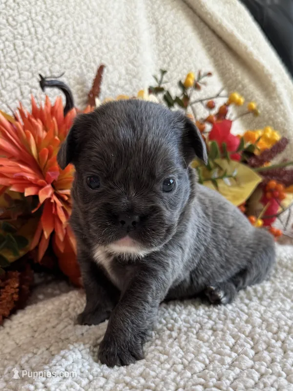 FLUFFY DOLLY – French Bulldog puppy for sale in Camdenton, MO