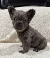 REDUCED💲FLUFFY RENO, a male French Bulldog for sale in Osage Beach, MO – 2 of 10
