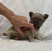 FLUFFY FLUFFY MIA, a female French Bulldog for sale in Camdenton, MO – 8 of 10