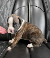 Marlee, a female Boxer for sale in Camdenton, MO – 7 of 9