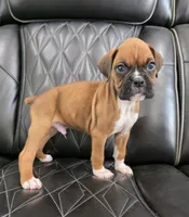 Rex -full akc, a male Boxer for sale in Camdenton, MO – 2 of 10