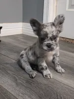 Fluffy Emma, a female French Bulldog for sale in Camdenton, MO – 7 of 10