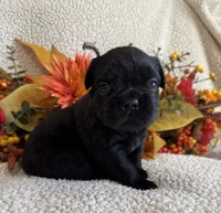 FLUFFY MARLEE, a female French Bulldog for sale in Camdenton, MO – 5 of 6