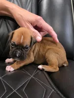 Reese, a male Boxer for sale in Camdenton, MO – 3 of 8