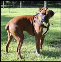 Bella, a female Boxer for sale in Camdenton, MO – 8 of 8