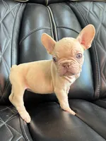 REDUCED VELVET PEACHES, a female French Bulldog for sale in Camdenton, MO – 1 of 9