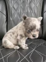 Fluffy Emma, a female French Bulldog for sale in Camdenton, MO – 4 of 9