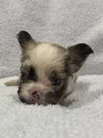 FLUFFY CASHMERE, a female French Bulldog for sale in Camdenton, MO – 5 of 10