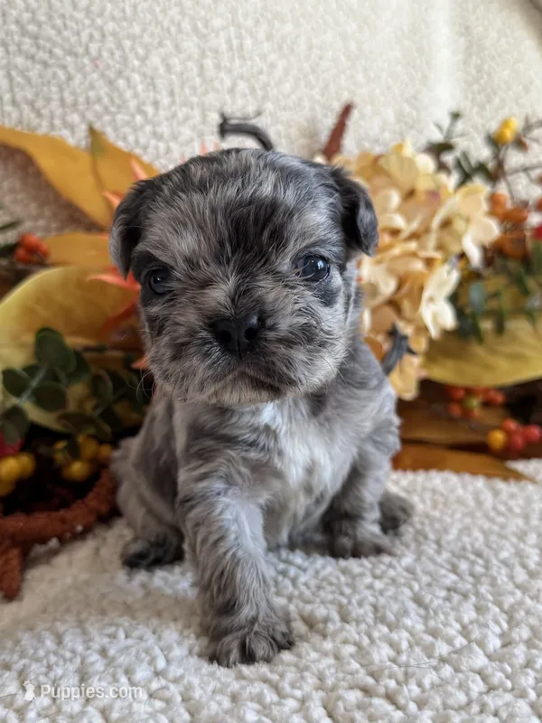 FLUFFY HUXLEY – French Bulldog puppy for sale in Camdenton, MO