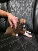 Rocky, a male Boxer for sale in Camdenton, MO – 7 of 10