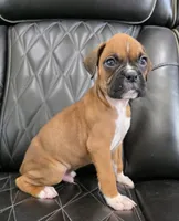 Rex -full akc, a male Boxer for sale in Camdenton, MO – 4 of 10