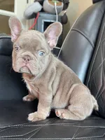 Dozer , a male French Bulldog for sale in Camdenton, MO – 9 of 10