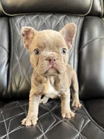 REDUCED SASHA, a female French Bulldog for sale in Camdenton, MO – 4 of 8