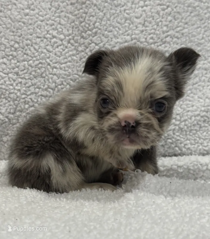 FLUFFY MAJESTY – French Bulldog puppy for sale in Camdenton, MO