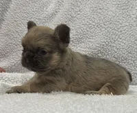 FLUFFY FLUFFY MIA, a female French Bulldog for sale in Camdenton, MO – 5 of 10