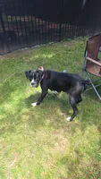 Harper AKC, a female Boxer for sale in Camdenton, MO – 6 of 6