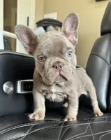 Dozer , a male French Bulldog for sale in Camdenton, MO – 2 of 10