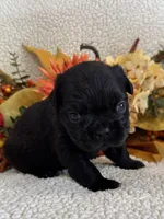 FLUFFY MARLEE, a female French Bulldog for sale in Camdenton, MO – 3 of 6