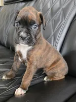 Bruno, a male Boxer for sale in Camdenton, MO – 2 of 10