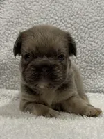 FLUFFY BIG ROPE MAUI, a female French Bulldog for sale in Camdenton, MO – 1 of 9