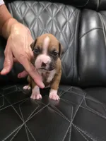 Diva, a female Boxer for sale in Camdenton, MO – 4 of 9