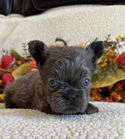 FLUFFY JAZZY, a female French Bulldog for sale in Camdenton, MO – 7 of 8