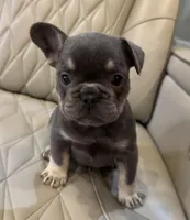 ✳️ BRUNO ✳️, a male French Bulldog for sale in Camdenton, MO – Photo 7 of 8