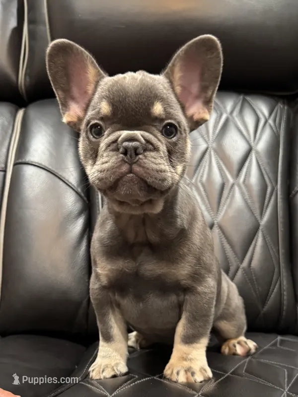 ✳️ REDUCED💲BRUNO ✳️ – French Bulldog puppy for sale in Camdenton, MO