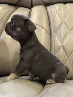 ✳️ BRUNO ✳️, a male French Bulldog for sale in Camdenton, MO – Photo 5 of 8