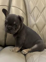 ✳️ BRUNO ✳️, a male French Bulldog for sale in Camdenton, MO – Photo 4 of 8