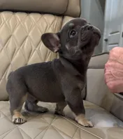 ✳️ BRUNO ✳️, a male French Bulldog for sale in Camdenton, MO – Photo 8 of 8