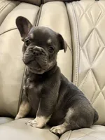 ✳️ BRUNO ✳️, a male French Bulldog for sale in Camdenton, MO – Photo 1 of 8