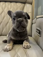 ✳️ BRUNO ✳️, a male French Bulldog for sale in Camdenton, MO – Photo 6 of 8