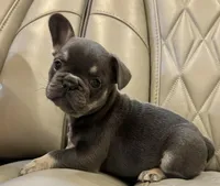 ✳️ BRUNO ✳️, a male French Bulldog for sale in Camdenton, MO – Photo 2 of 8