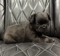 🦠 FLUFFY💲MAISY🦠, a female French Bulldog for sale in Camdenton, MO – Photo 8 of 8