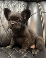 🦠REDUCED💲 FLUFFY💲MAISY🦠, a female French Bulldog for sale in Camdenton, MO – 2 of 10
