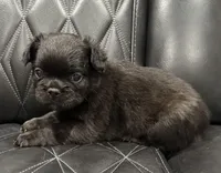 🦠 FLUFFY💲MAISY🦠, a female French Bulldog for sale in Camdenton, MO – Photo 5 of 8