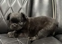 🦠 FLUFFY💲MAISY🦠, a female French Bulldog for sale in Camdenton, MO – Photo 6 of 8