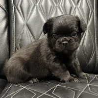 🦠 FLUFFY💲MAISY🦠, a female French Bulldog for sale in Camdenton, MO – Photo 4 of 8