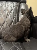 🦠REDUCED💲 FLUFFY💲MAISY🦠, a female French Bulldog for sale in Camdenton, MO – 6 of 10