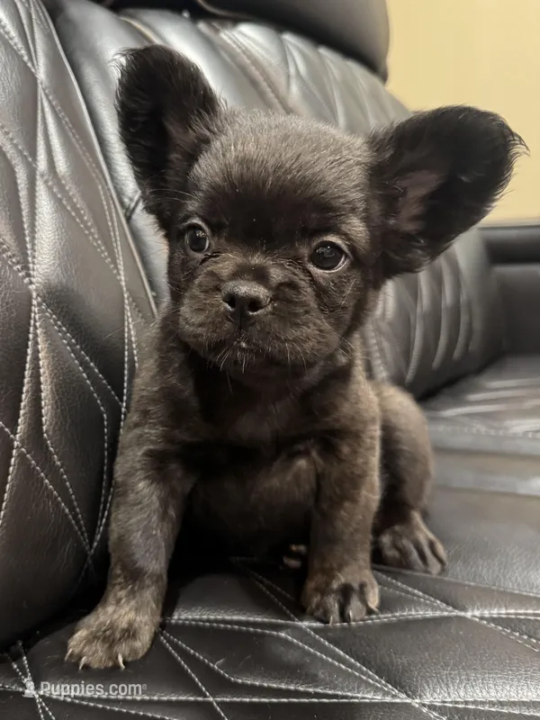 🦠REDUCED💲 FLUFFY💲MAISY🦠 – French Bulldog puppy for sale in Camdenton, MO