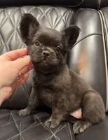 🦠REDUCED💲 FLUFFY💲MAISY🦠, a female French Bulldog for sale in Camdenton, MO – 5 of 10