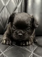 🦠 FLUFFY💲MAISY🦠, a female French Bulldog for sale in Camdenton, MO – Photo 2 of 8