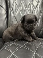 🦠 FLUFFY💲MAISY🦠, a female French Bulldog for sale in Camdenton, MO – Photo 7 of 8