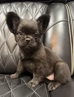 🦠REDUCED💲 FLUFFY💲MAISY🦠, a female French Bulldog for sale in Camdenton, MO – 4 of 10