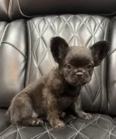 🦠REDUCED💲 FLUFFY💲MAISY🦠, a female French Bulldog for sale in Camdenton, MO – 3 of 10