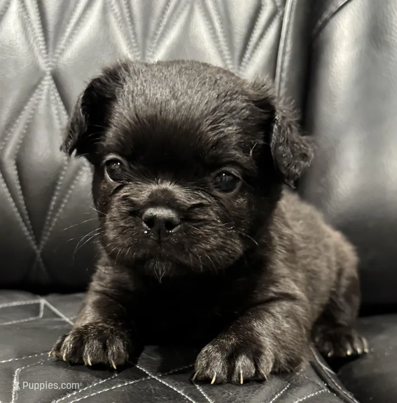 🦠 FLUFFY💲MAISY🦠 – French Bulldog puppy for sale in Camdenton, MO