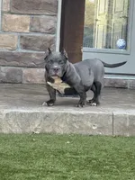  REDUCED PRICE Star *Pocket bully*, a female American Bully for sale in Camdenton, MO – 4 of 10
