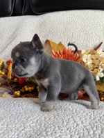 KARLEE , a female French Bulldog for sale in Camdenton, MO – 9 of 10