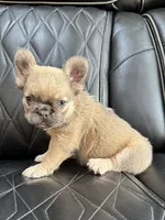  REDUCED PRICE FLUFFY FLUFFY MIA , a female French Bulldog for sale in Camdenton, MO – 2 of 10
